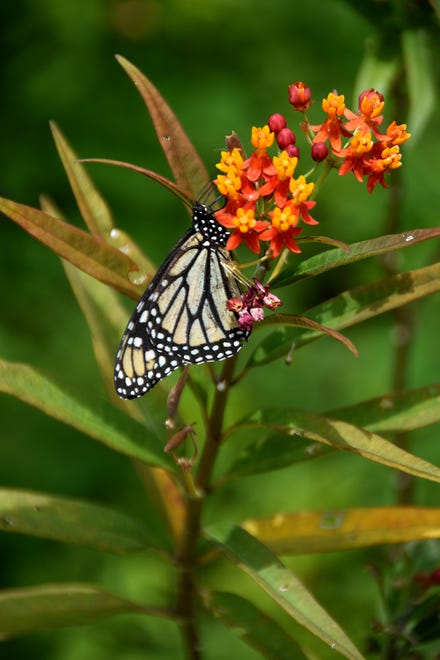 A monarch enjoys some lunch in the new butterfly garden at the ELC. The Rookery Bay Environmental Learning Center has reopened, with new exhibits and activities, after being closed over a year due to COVID-19.