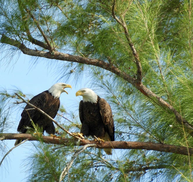 The Marco Island Nature Preserve and Bird Sanctuary is home to 20-plus bird species, including a pair of resident bald eagles.