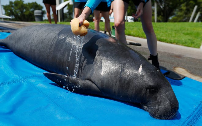 "Myerslee", a male manatee rescued in April from the Orange River was released Tuesday morning, July 27, 2021 in Cape Coral after being rehabilitated at Zoo Tampa.
