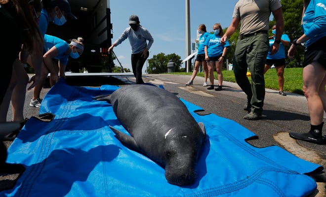 "Myerslee", a male manatee rescued in April from the Orange River was released Tuesday morning, July 27, 2021 in Cape Coral after being rehabilitated at Zoo Tampa. FWC and Zoo Tampa employees collaborated on the release.