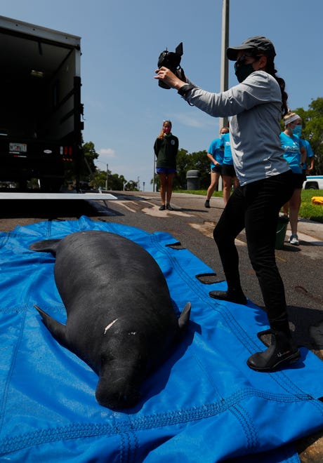 Ana Nader, a marine mammal biologist for FWC, photographs "Myerslee", a male manatee rescued in April from the Orange River  that was released Tuesday morning, July 27, 2021 in Cape Coral after being rehabilitated at Zoo Tampa.