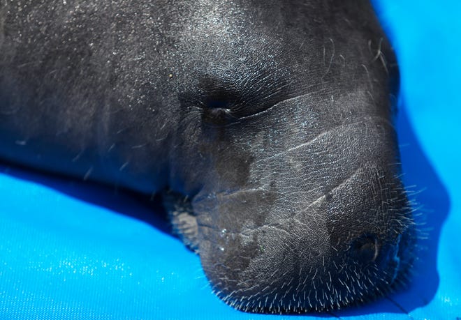 "Myerslee", a male manatee rescued in April from the Orange River was released Tuesday morning, July 27, 2021 in Cape Coral after being rehabilitated at Zoo Tampa.