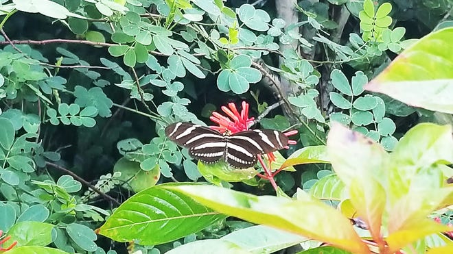 Zebra Longwing butterfly in butterfly garden at Tigertail Beach Park. International Coastal Cleanup was Saturday.