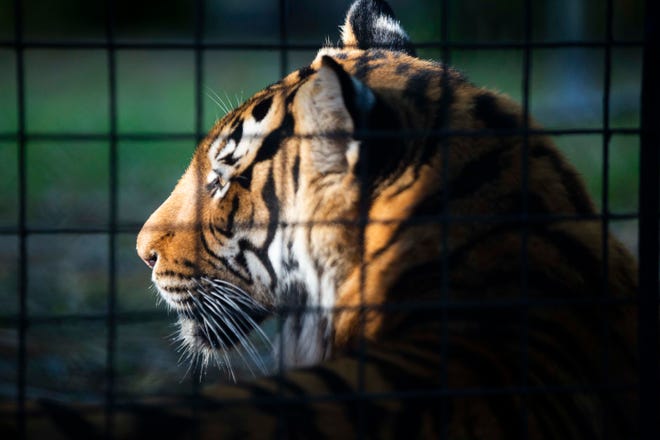 A Malayan tiger sits in his enclosure on Thursday, May 19, 2022, in Naples, Florida. Naples Zoo will give him an official name during a donor-supported auction at the 2022 Zoo Gala on Nov. 17.