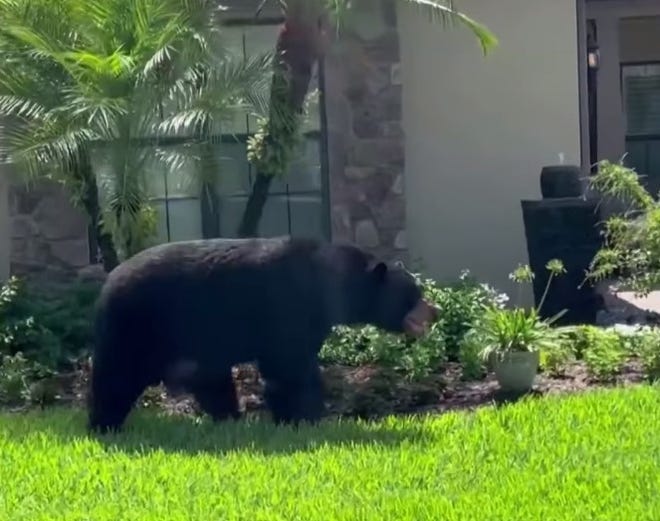 A large male Florida black bear strolls through a yard in a gated community in Naples. More than 4,000 bears live in Florida.