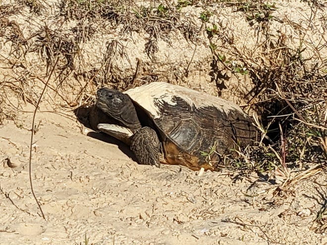 This gopher tortoise lives in a burrow in a mound on a vacant lot on Marco Island. The city is trying to get Conservation Collier to buy more of the vacant lots so burrowing owls and gopher tortoises can have a place to call home.
